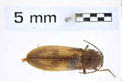 Foto (Dorsalansicht) von Tesolasomus blanditus (Brown, 1936) (NHMW-ZOO-COL-0008291)